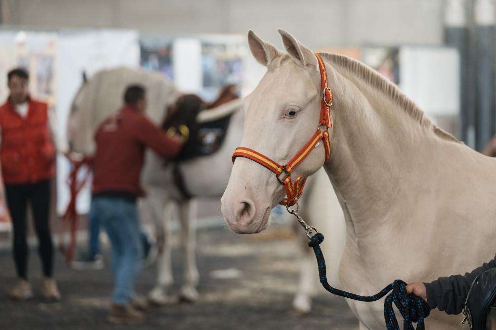 Fieracavalli2024_Veronafiere_Ennevifoto_1MM9522