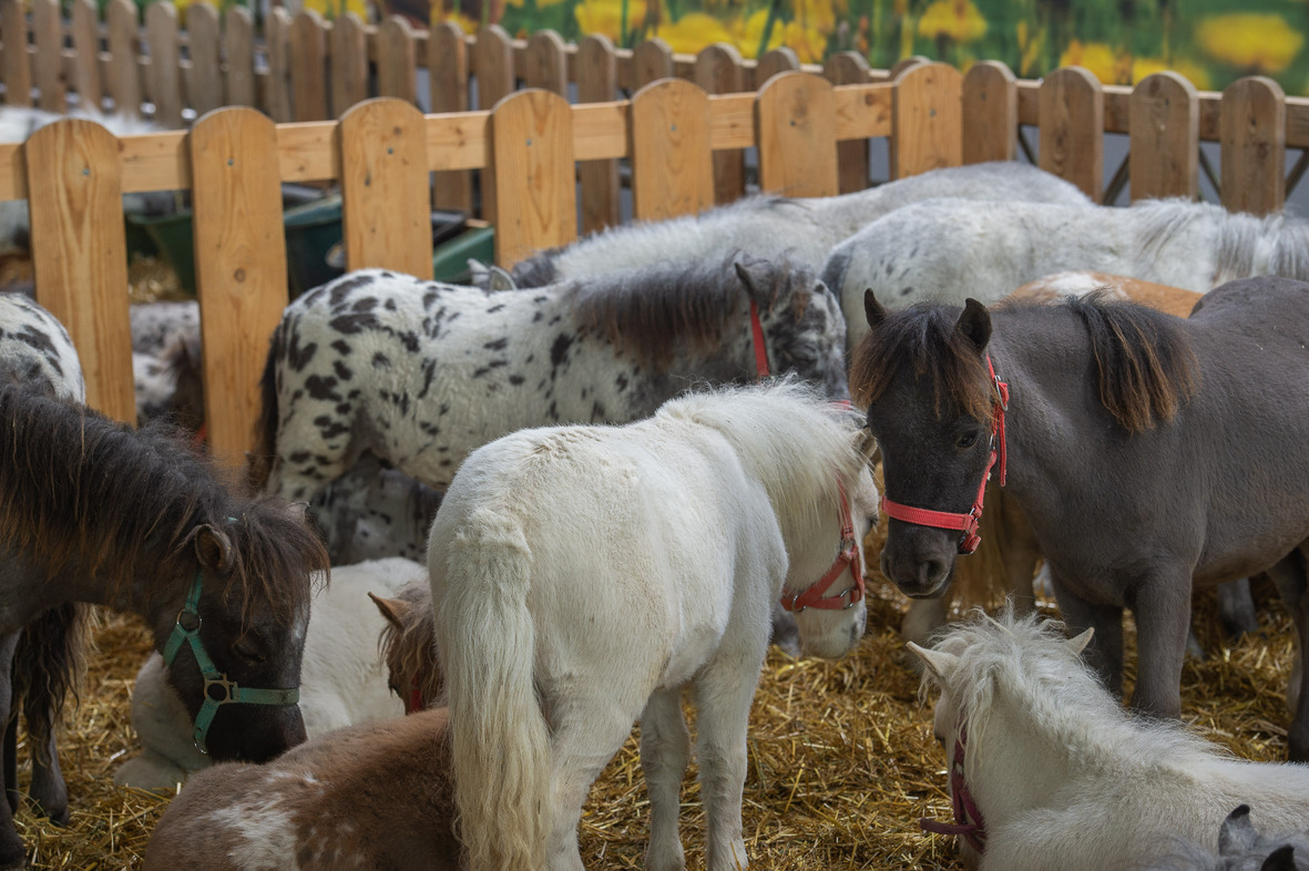 Fieracavalli2025_Veronafiere_Ennevi-Foto_3614
