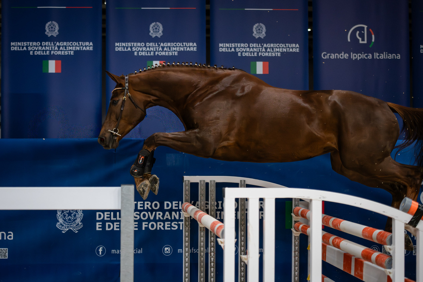 Fieracavalli2025_Veronafiere_EnneviFoto-1500