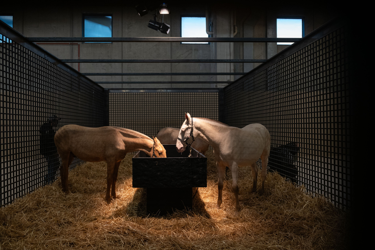 Fieracavalli2025_Veronafiere_EnneviFoto-7863