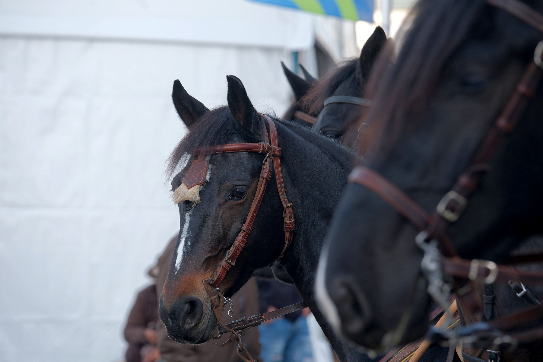Fieracavalli2025_Veronafiere_EnneviFoto_6587